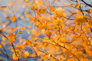 Birch branches in autumn color, nature background Birch branches in autumn color, nature background